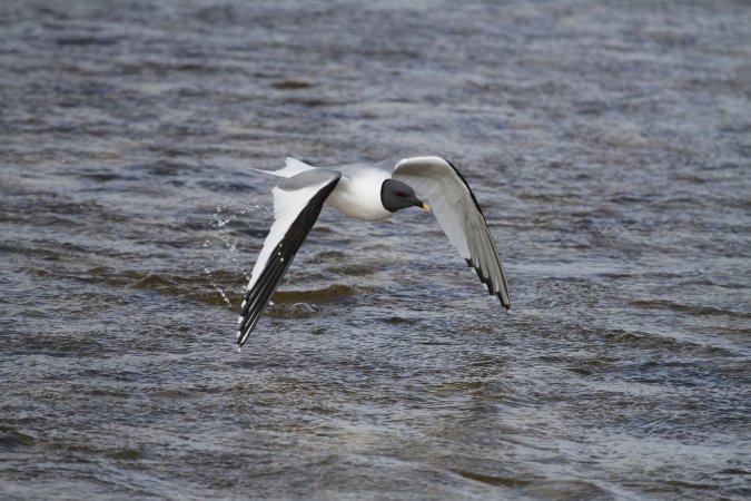 Photo (1): Sabine's Gull