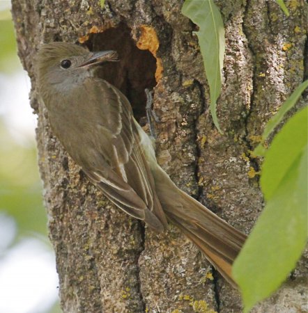 Photo (24): Great Crested Flycatcher
