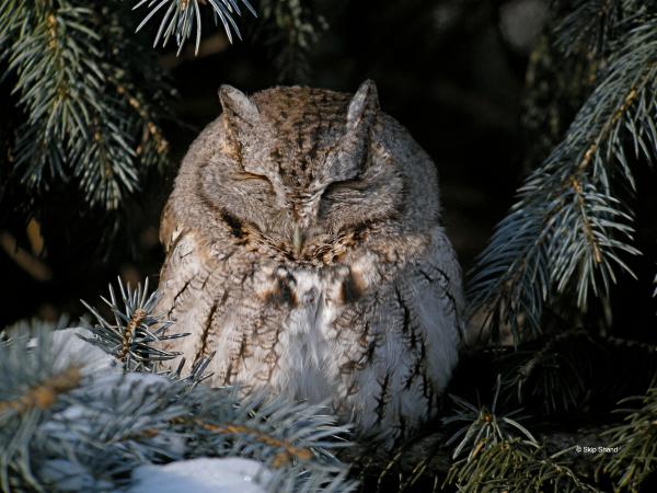 Photo (2): Eastern Screech-Owl