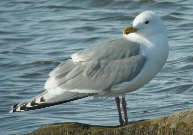 Photo (3): Thayer's Gull