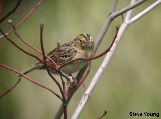 Photo (5): Grasshopper Sparrow