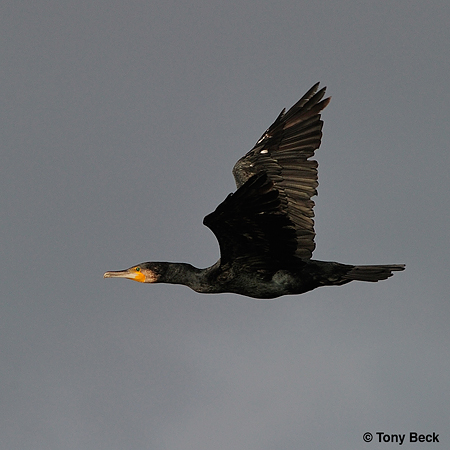 Photo (10): Great Cormorant