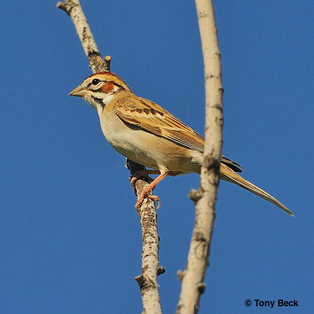 Photo (7): Lark Sparrow