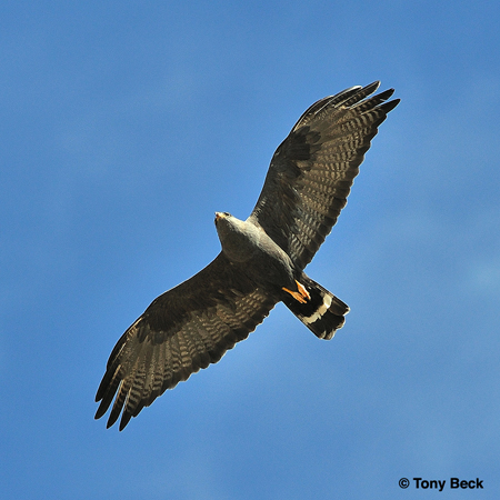 Photo (1): Zone-tailed Hawk
