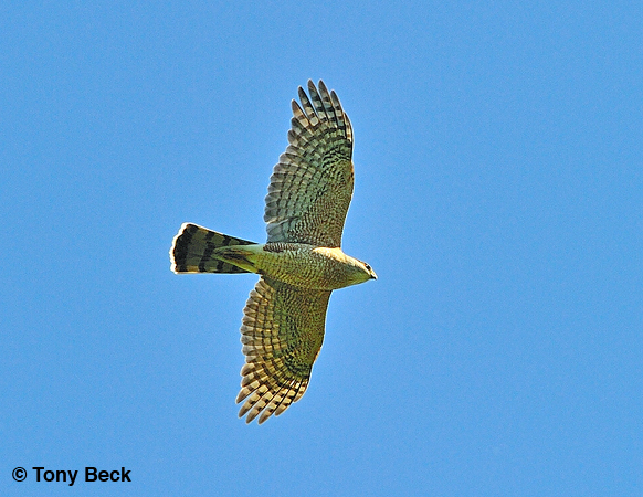 Photo (3): Cooper's Hawk