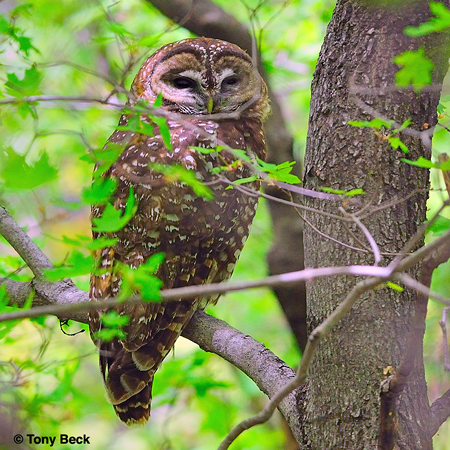 Photo (4): Spotted Owl