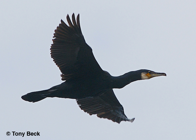 Photo (2): Great Cormorant