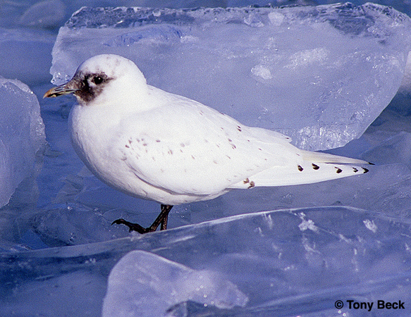 Photo (3): Ivory Gull