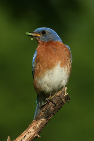 Photo (13): Eastern Bluebird