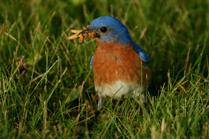 Photo (10): Eastern Bluebird
