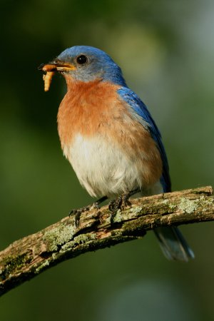 Photo (11): Eastern Bluebird