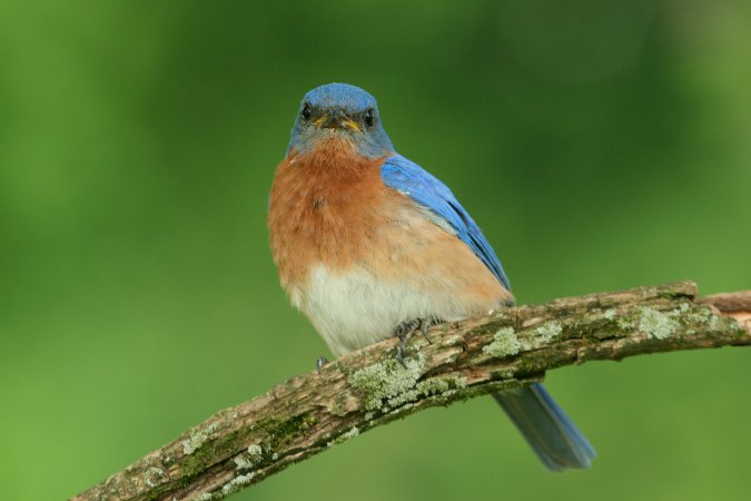 Photo (9): Eastern Bluebird