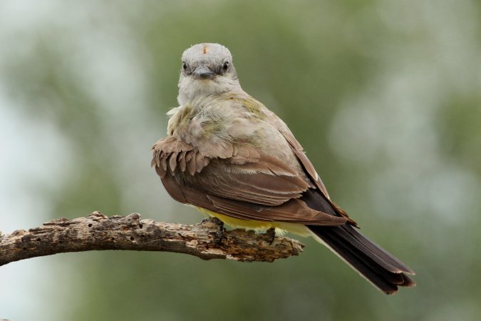 Photo (3): Western Kingbird