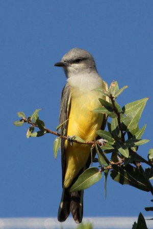 Photo (8): Western Kingbird