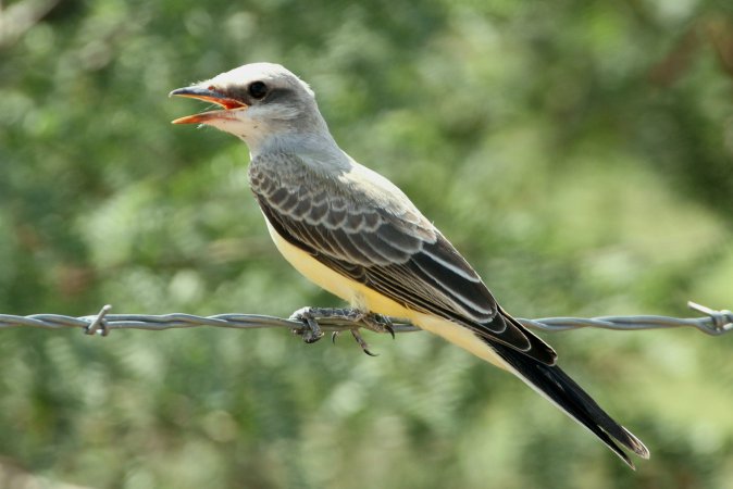 Photo (25): Western Kingbird