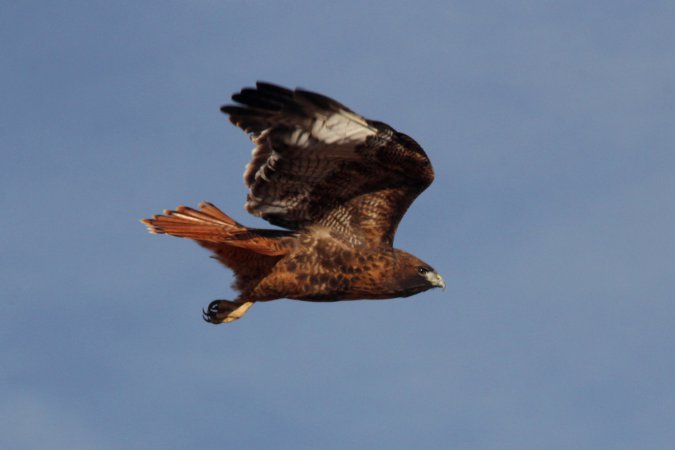 Photo (6): Red-tailed Hawk