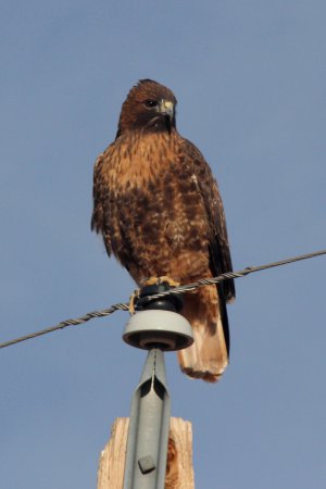 Photo (13): Red-tailed Hawk