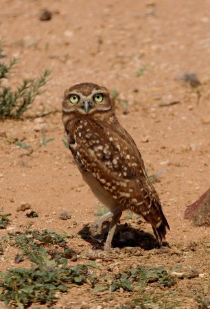 Photo (10): Burrowing Owl