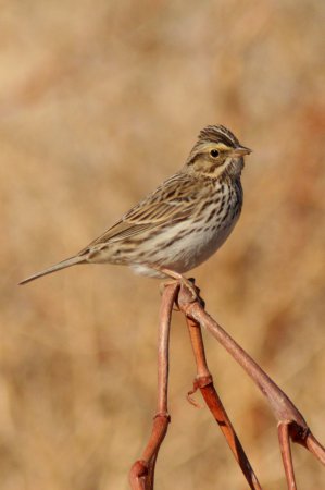 Photo (9): Savannah Sparrow