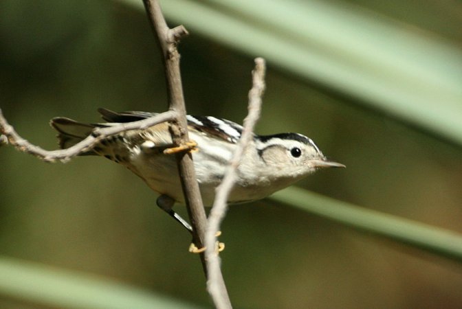 Photo (14): Black-and-white Warbler