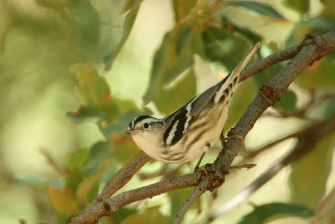 Photo (16): Black-and-white Warbler