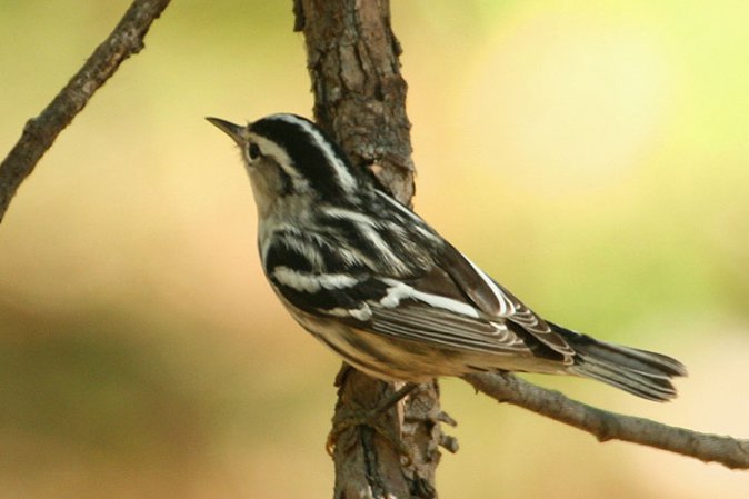 Photo (18): Black-and-white Warbler