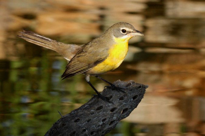 Photo (3): Yellow-breasted Chat