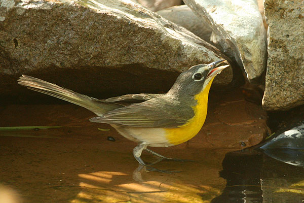 Photo (7): Yellow-breasted Chat