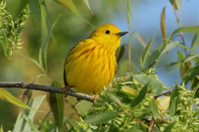 Photo (8): Yellow Warbler