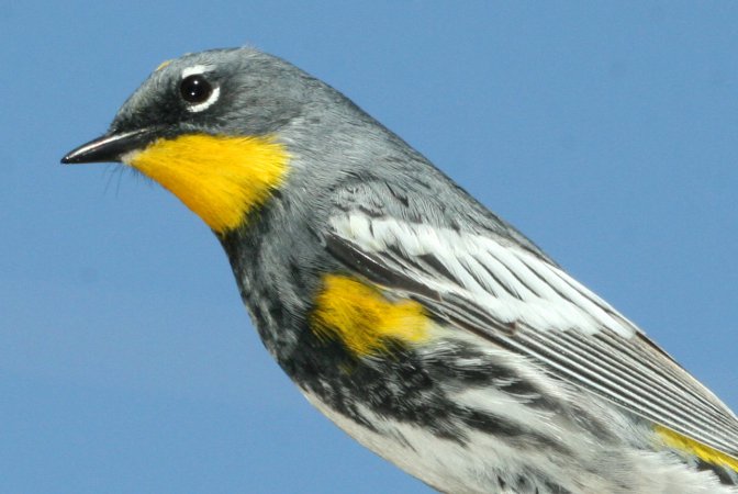 Photo (11): Yellow-rumped Warbler