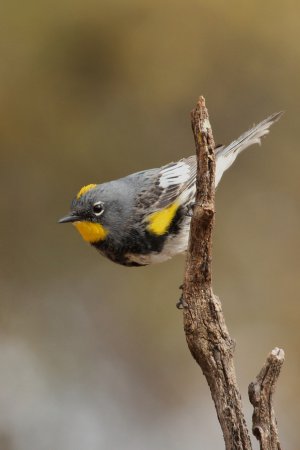 Photo (10): Yellow-rumped Warbler