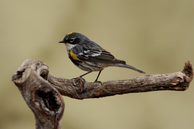 Photo (6): Yellow-rumped Warbler