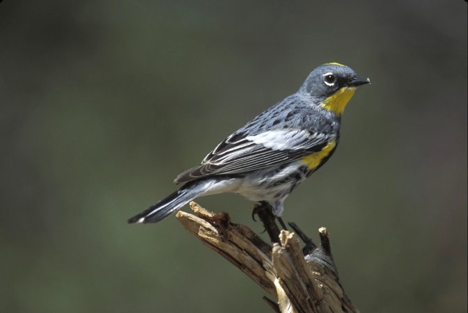 Photo (7): Yellow-rumped Warbler