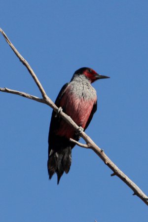 Photo (2): Lewis's Woodpecker