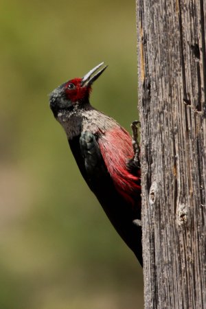Photo (4): Lewis's Woodpecker