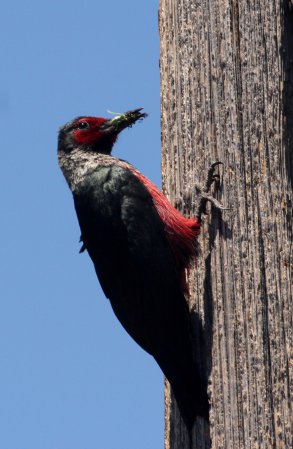 Photo (6): Lewis's Woodpecker