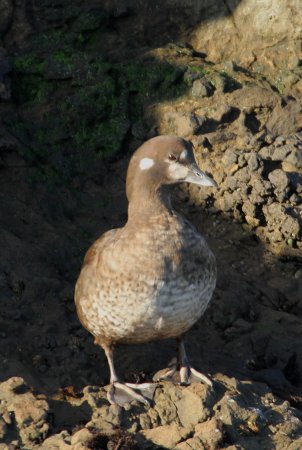 Photo (5): Harlequin Duck