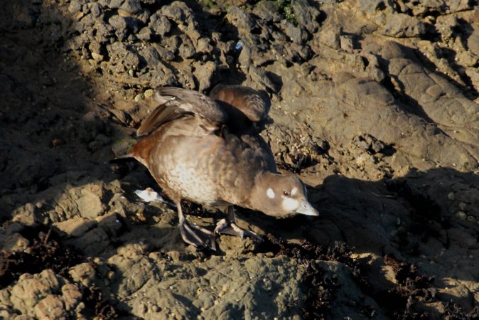 Photo (11): Harlequin Duck