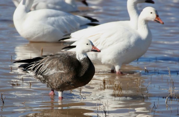 Photo (7): Snow Goose