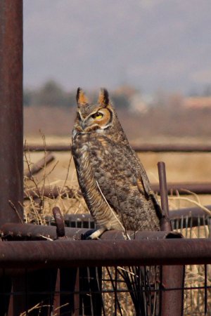 Photo (2): Great Horned Owl