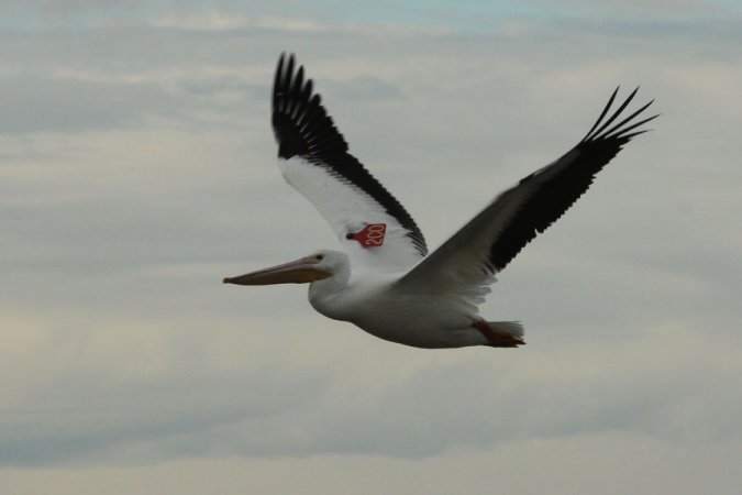 Photo (15): American White Pelican