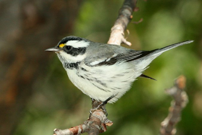 Photo (8): Black-throated Gray Warbler