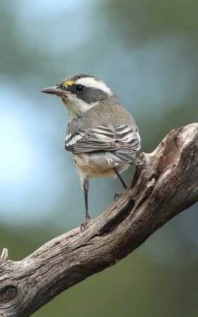 Photo (21): Black-throated Gray Warbler