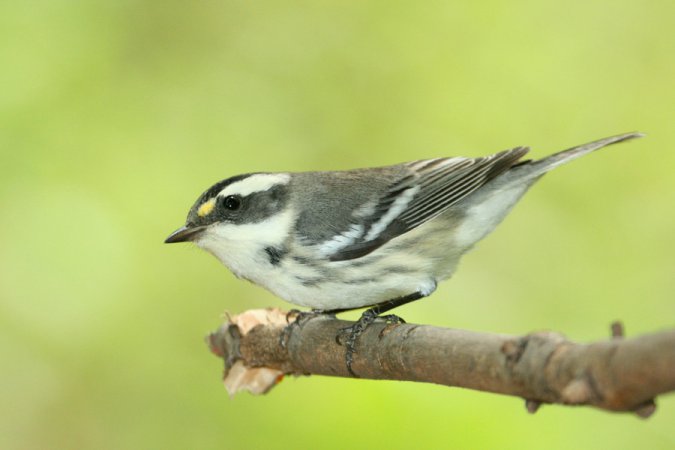 Photo (22): Black-throated Gray Warbler