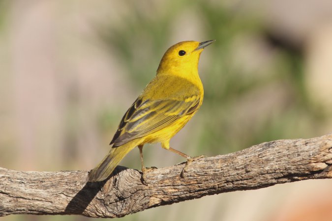 Photo (11): Yellow Warbler