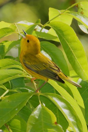 Photo (13): Yellow Warbler