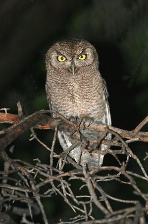 Photo (10): Western Screech-Owl