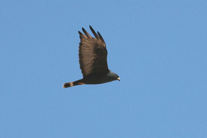 Photo (2): Zone-tailed Hawk