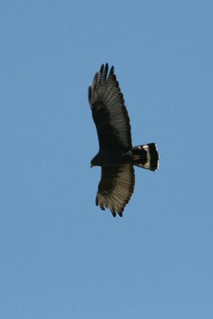 Photo (3): Zone-tailed Hawk