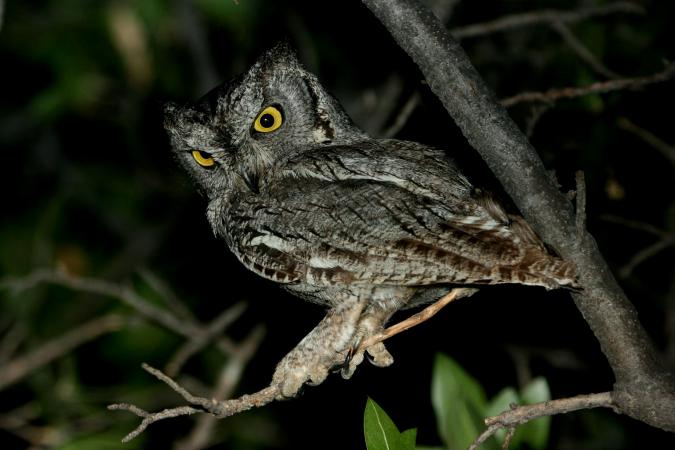 Photo (2): Western Screech-Owl